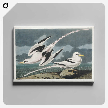2-50_John-James-Audubon_canvas