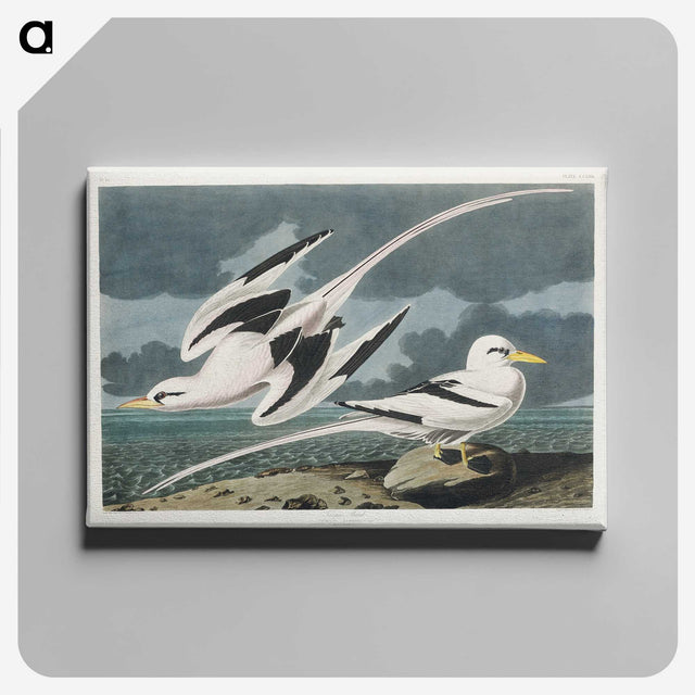 2-50_John-James-Audubon_canvas
