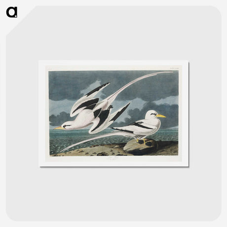 2-50_John-James-Audubon_hagaki
