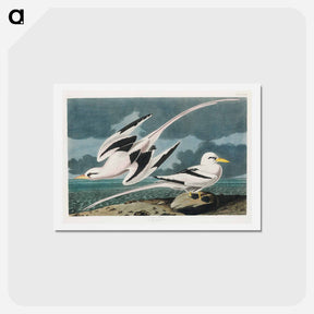 アートポストカード-Tropic Bird
 - ジョン ジェームス オーデュボン Postcard.