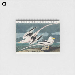 アートメモ帳-Tropic Bird
 - ジョン ジェームス オーデュボン Memo.