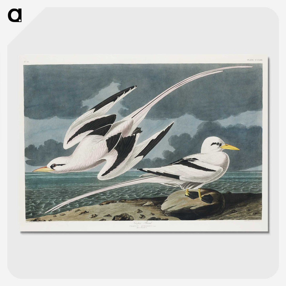 2-50_John-James-Audubon_picture-crop