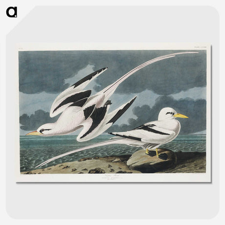 2-50_John-James-Audubon_picture-crop