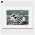 2-50_John-James-Audubon_picture