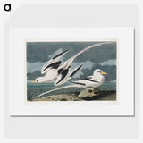 2-50_John-James-Audubon_picture