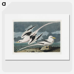 2-50_John-James-Audubon_picture