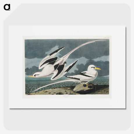 2-50_John-James-Audubon_picture