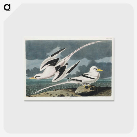 2-50_John-James-Audubon_postcard