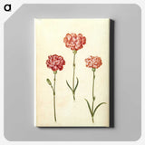 2-50_Maria-Sibylla-Merian_canvas
