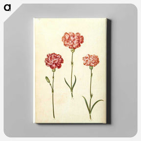 2-50_Maria-Sibylla-Merian_canvas
