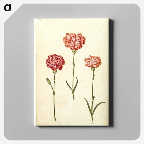 2-50_Maria-Sibylla-Merian_canvas