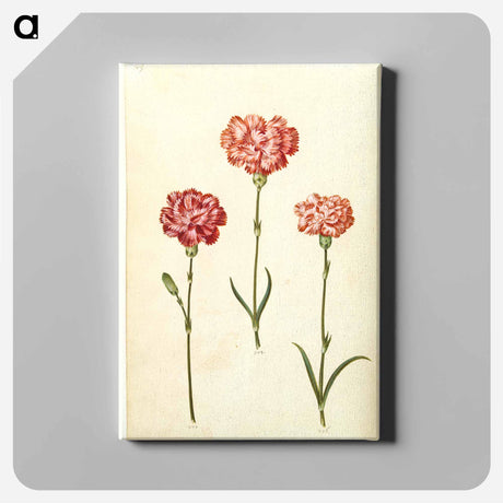 アートパネル-Dianthus caryophyllus
 - マリア ジビーラ メーリアン Canvas.