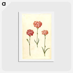 アートポストカード-Dianthus caryophyllus
 - マリア ジビーラ メーリアン Postcard.