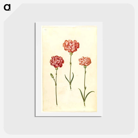 アートポストカード-Dianthus caryophyllus
 - マリア ジビーラ メーリアン Postcard.