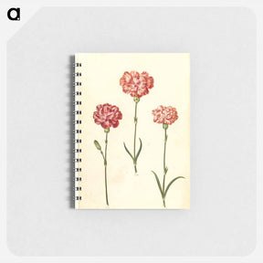 アートメモ帳-Dianthus caryophyllus
 - マリア ジビーラ メーリアン Memo.