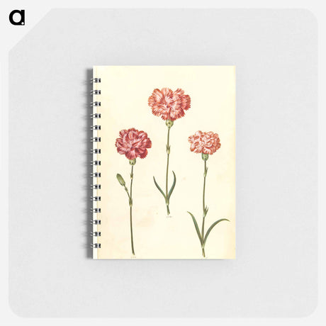 アートメモ帳-Dianthus caryophyllus
 - マリア ジビーラ メーリアン Memo.