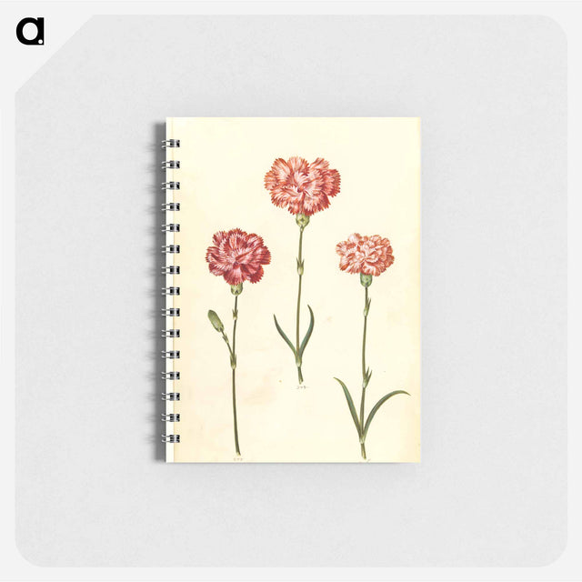 アートメモ帳-Dianthus caryophyllus
 - マリア ジビーラ メーリアン Memo.