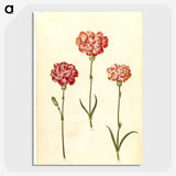 2-50_Maria-Sibylla-Merian_picture-crop