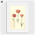 2-50_Maria-Sibylla-Merian_picture
