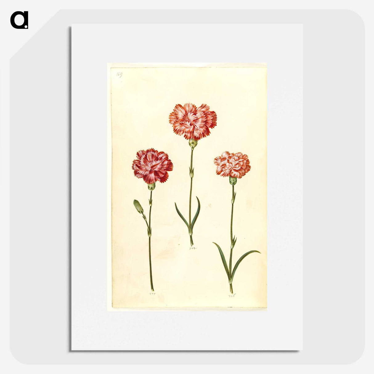 2-50_Maria-Sibylla-Merian_picture