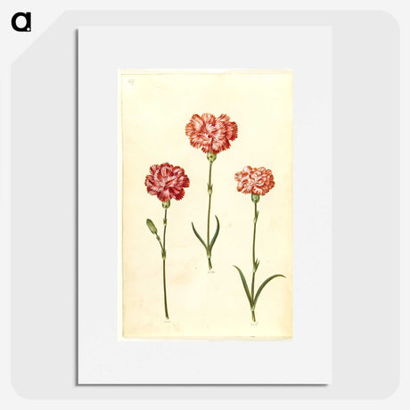 2-50_Maria-Sibylla-Merian_picture
