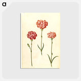 アートポストカード-Dianthus caryophyllus
 - マリア ジビーラ メーリアン Postcard.