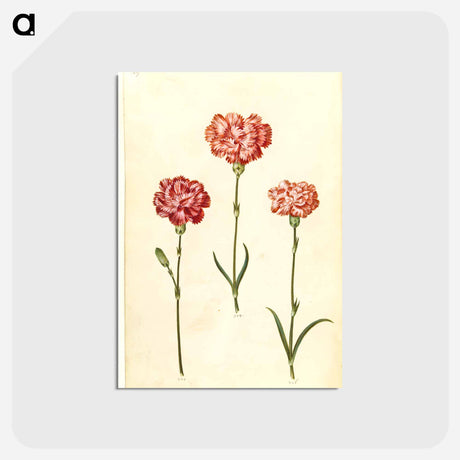 アートポストカード-Dianthus caryophyllus
 - マリア ジビーラ メーリアン Postcard.