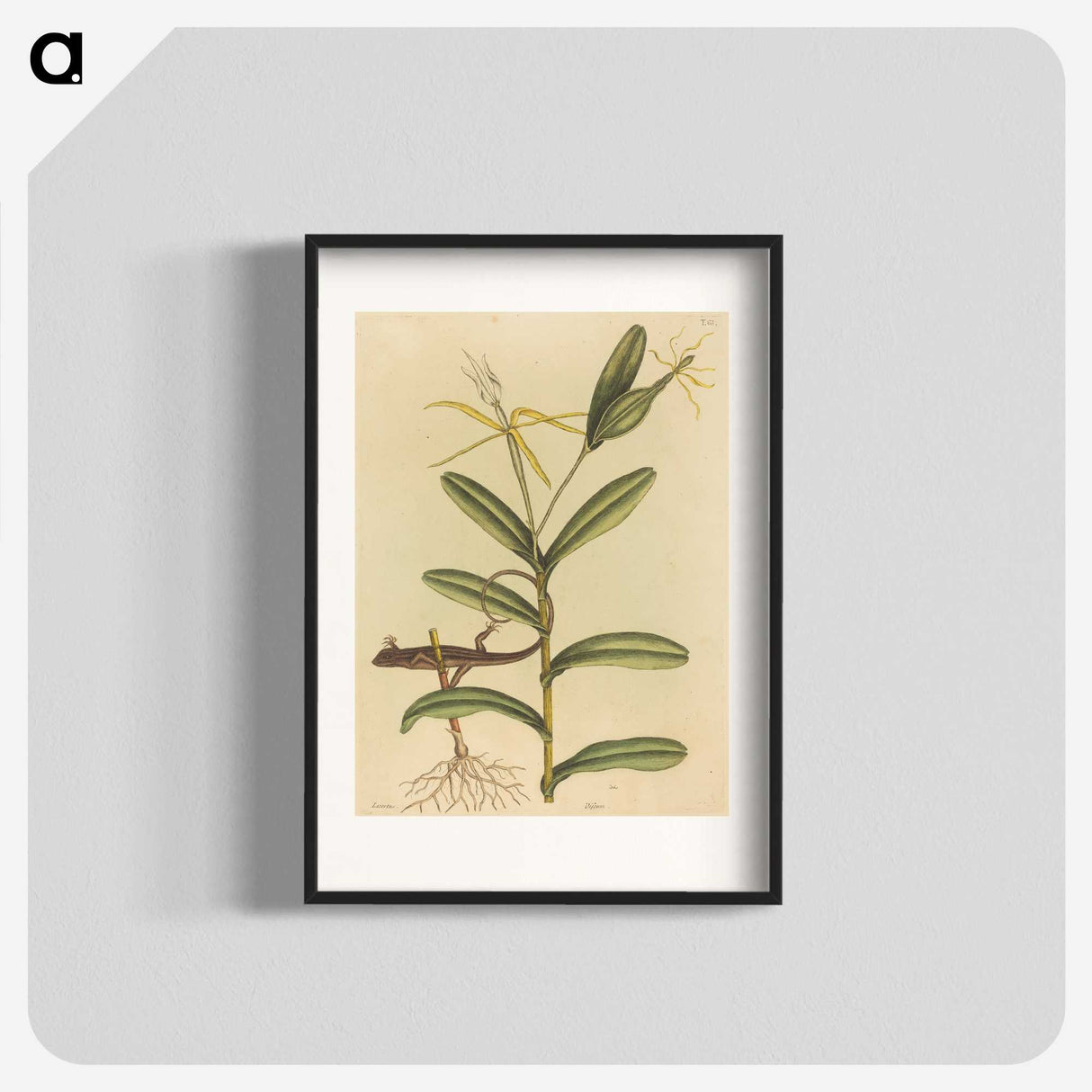 2-50_Mark-Catesby_blk
