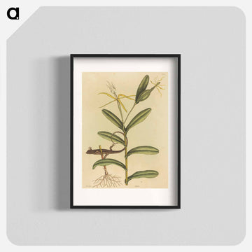 The Lyon Lizard
 - マーク ケイツビー Poster.