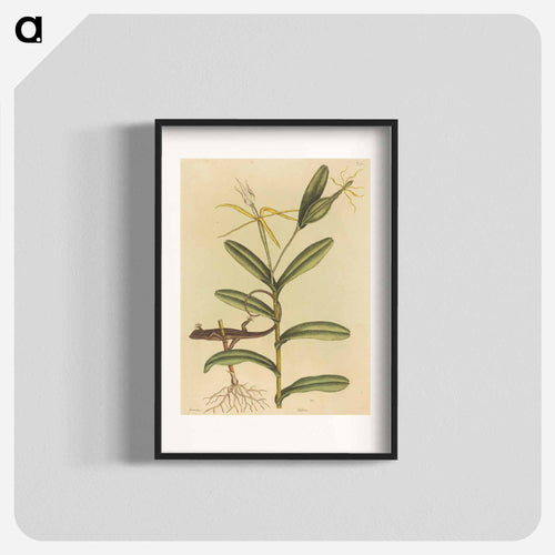 The Lyon Lizard
 - マーク ケイツビー Poster.