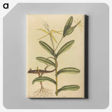 2-50_Mark-Catesby_canvas