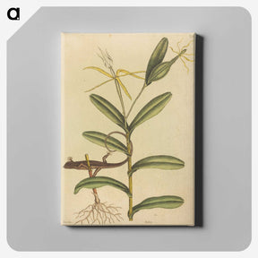 2-50_Mark-Catesby_canvas