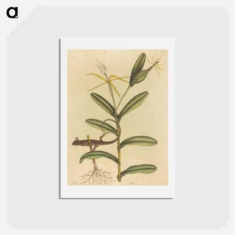 アートポストカード-The Lyon Lizard
 - マーク ケイツビー Postcard.