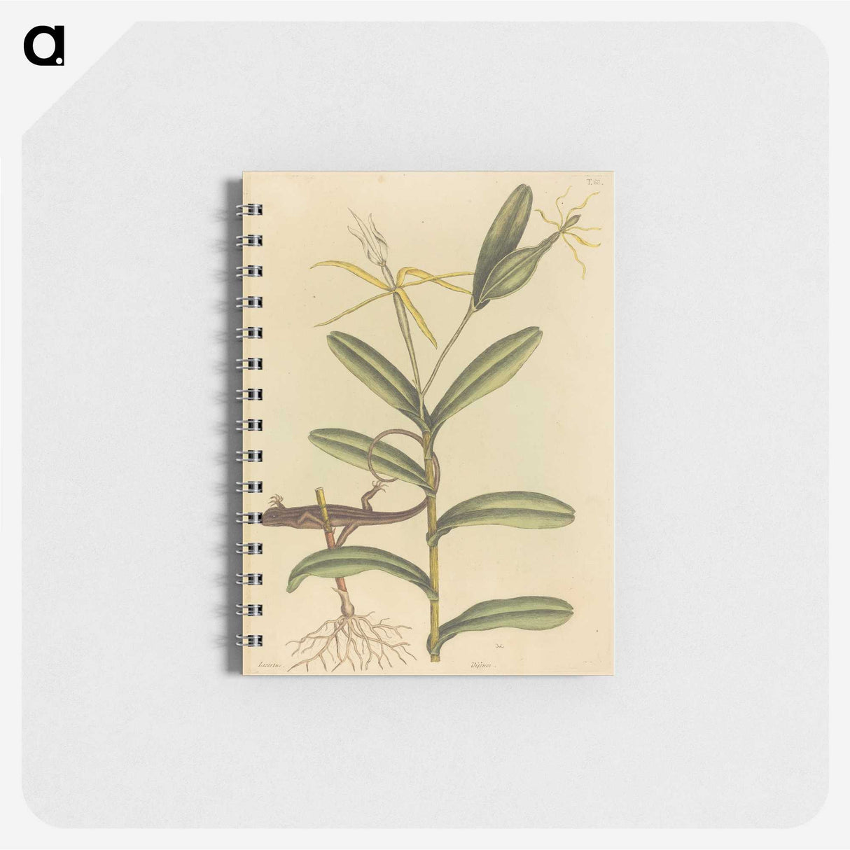 2-50_Mark-Catesby_memo
