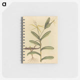 2-50_Mark-Catesby_memo
