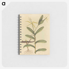 2-50_Mark-Catesby_memo