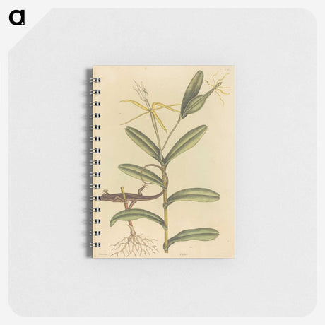 2-50_Mark-Catesby_memo