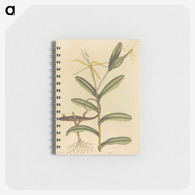 2-50_Mark-Catesby_memo
