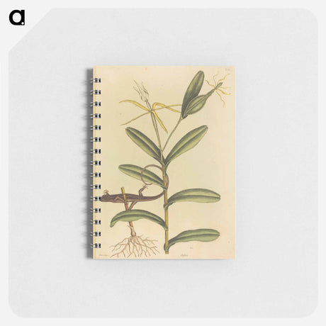 アートメモ帳-The Lyon Lizard
 - マーク ケイツビー Memo.