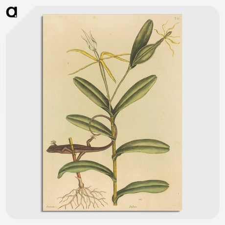 2-50_Mark-Catesby_picture-crop