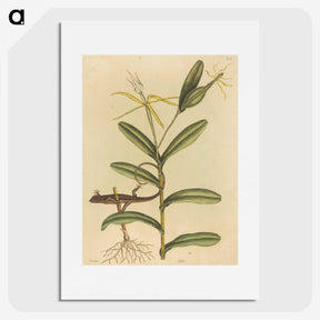 2-50_Mark-Catesby_picture