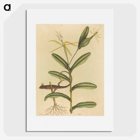 2-50_Mark-Catesby_picture