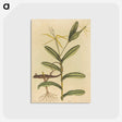 2-50_Mark-Catesby_postcard