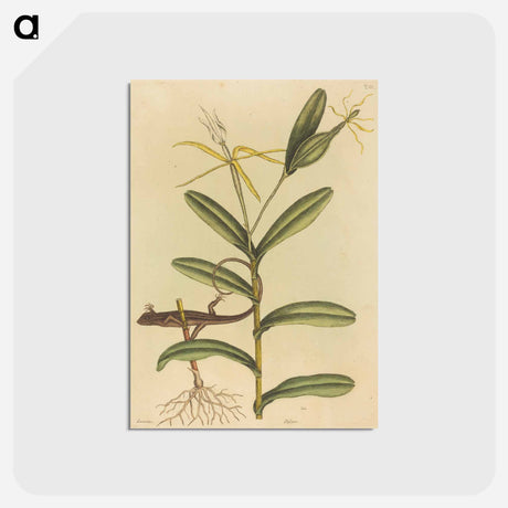 アートポストカード-The Lyon Lizard
 - マーク ケイツビー Postcard.