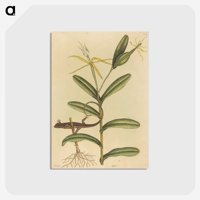 2-50_Mark-Catesby_postcard
