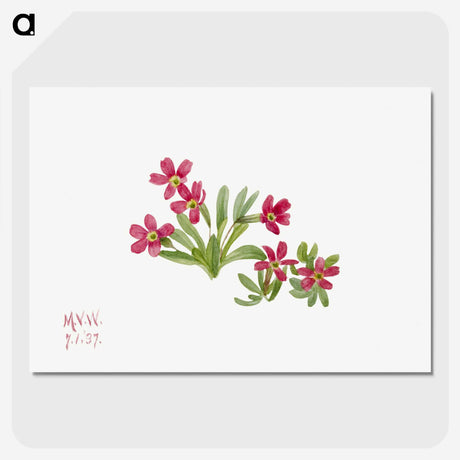2-50_Mary-Vaux-Walcott_picture-crop