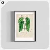 アートポスター-True Cinnamon Tree
 - 薬用植物学 Poster.