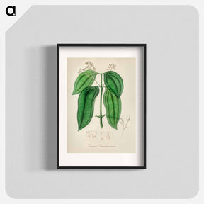 アートポスター-True Cinnamon Tree
 - 薬用植物学 Poster.