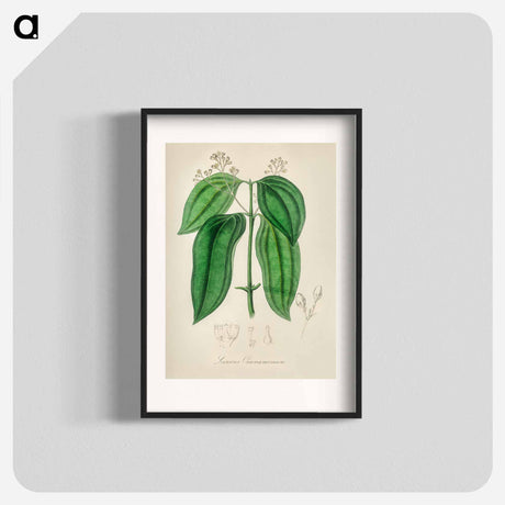 アートポスター-True Cinnamon Tree
 - 薬用植物学 Poster.