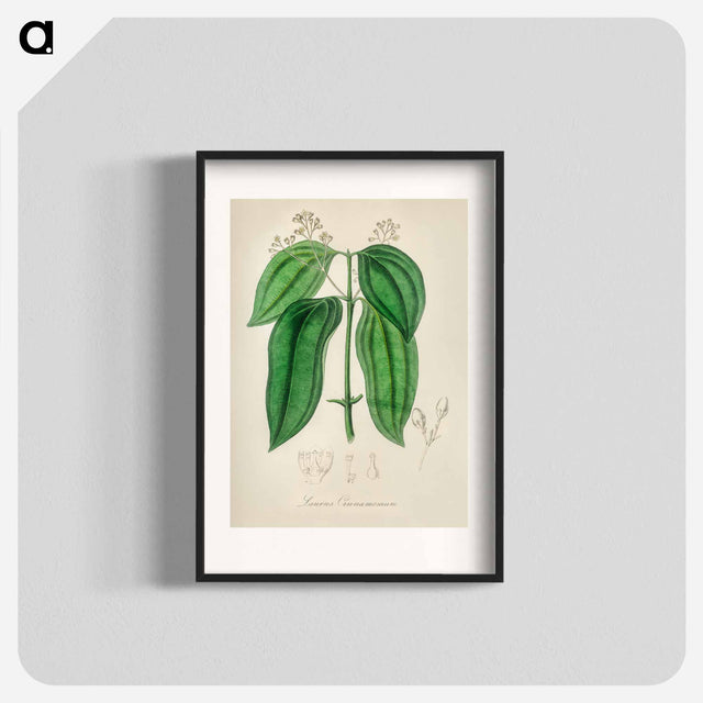 アートポスター-True Cinnamon Tree
 - 薬用植物学 Poster.